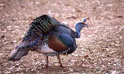 A Gobbler Standing "Hunched Backed,"  a Posture Commonly Assumed During the Mating Search