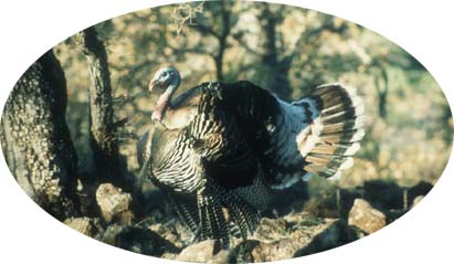 An oak ridge Gould's in the morning sun, called in with a wingbone yelper made from Gould's bones.