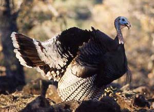 A Gould's gobbler in the pines, at 10 yards. One of a group of 5 called in at high noon.