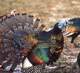 Ocellated Gobbler Strutting his Stuff