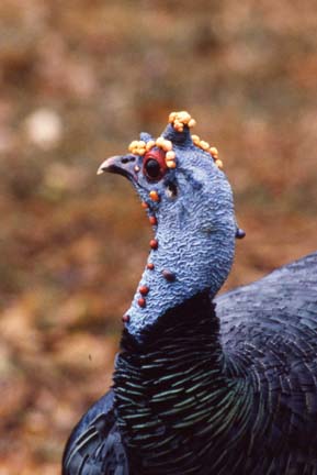 The Head of an Adult Male Showing the Well Developed Crown on Top