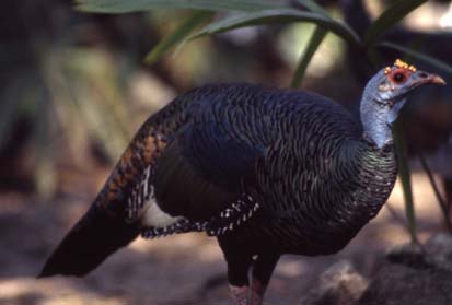 An Adult Hen with the Same Brightly Colored Plumage as the Male