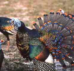 A Displaying Male Stretches his Neck Above the Hen  and Issues a Barely Audible, Low-Pitched "ooooo" Sound.