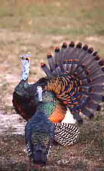 The Ocellated Male Raises His Head to Sing his Mating Song 