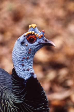 The Head of an Adult Male Showing the Well Developed Crown on Top